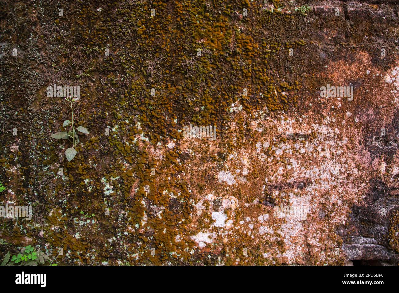 Edificio storico vecchie mura con muschio e lichene. Vecchio muro di mattoni struttura astratta sfondo Foto Stock