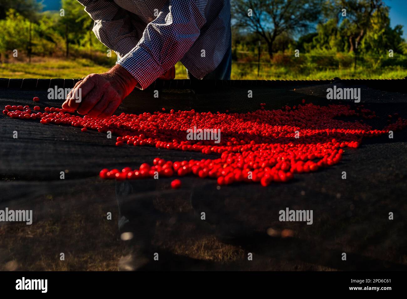 Un rancher messicano controlla casualmente i peperoncini, una varietà selvatica di peperoncino, durante il processo di essiccazione al sole in una fattoria vicino a Baviácora, Messico. Foto Stock