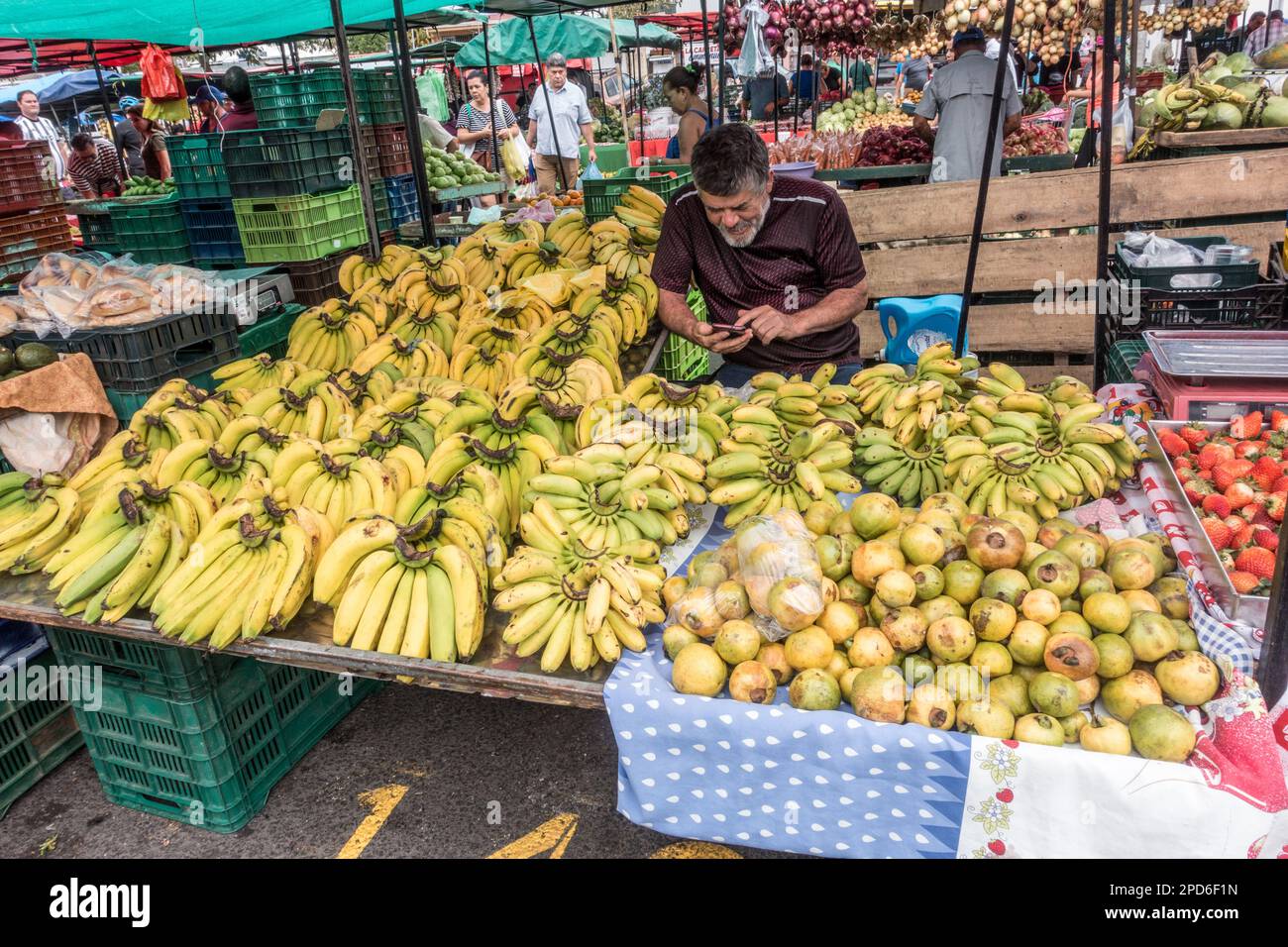 Uomo che reagisce al suo cellulare circondato da banane (genere Musa) al suo stand in un mercato agricolo in Costa Rica. Foto Stock