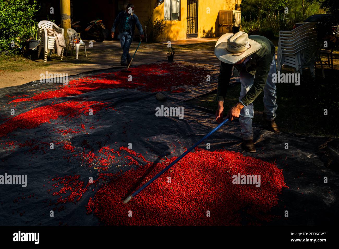I contadini messicani rastrellano i peperoncini, una varietà di peperoncino, durante il processo di essiccazione al sole su una tarpa in una fattoria vicino a Baviácora, Messico. Foto Stock