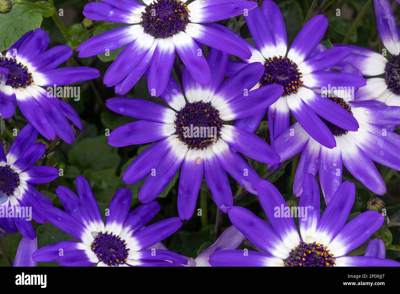senetti blu bicolore fiori in fiore Foto Stock