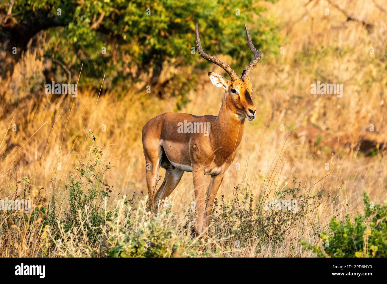 Un Impala nel Parco Hluhluwe-Imfolozi in Sud Africa Foto Stock