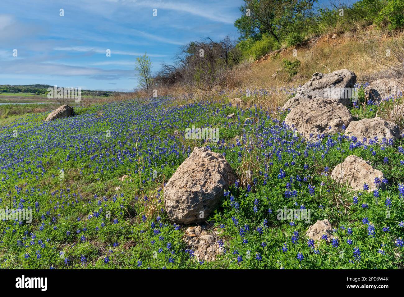 Bluebonnet del Texas vicino al lago Travis Foto Stock