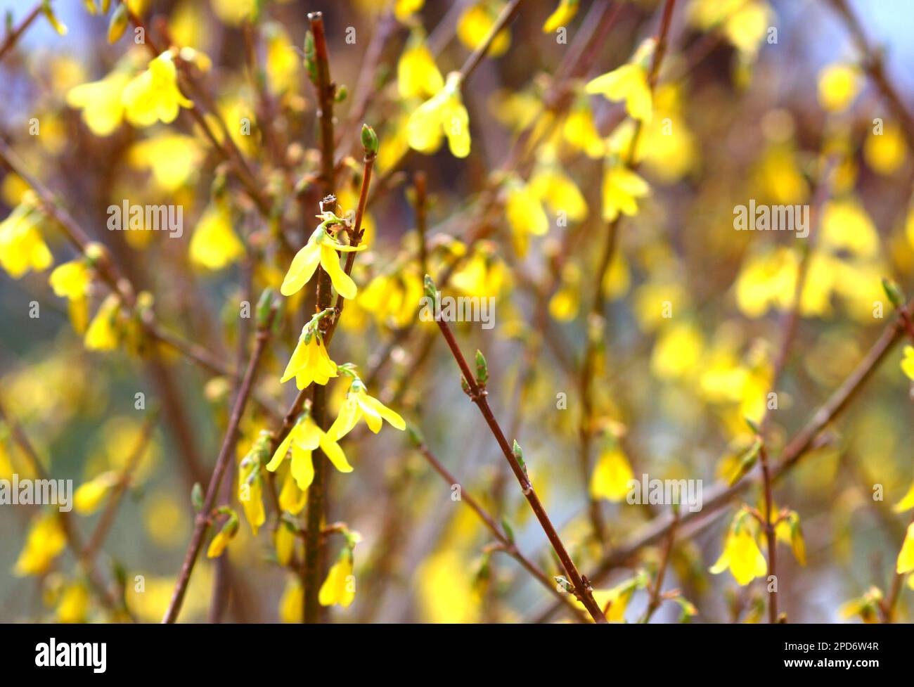 Forsytia gialla che cresce in un giardino ungherese all'inizio della primavera Foto Stock