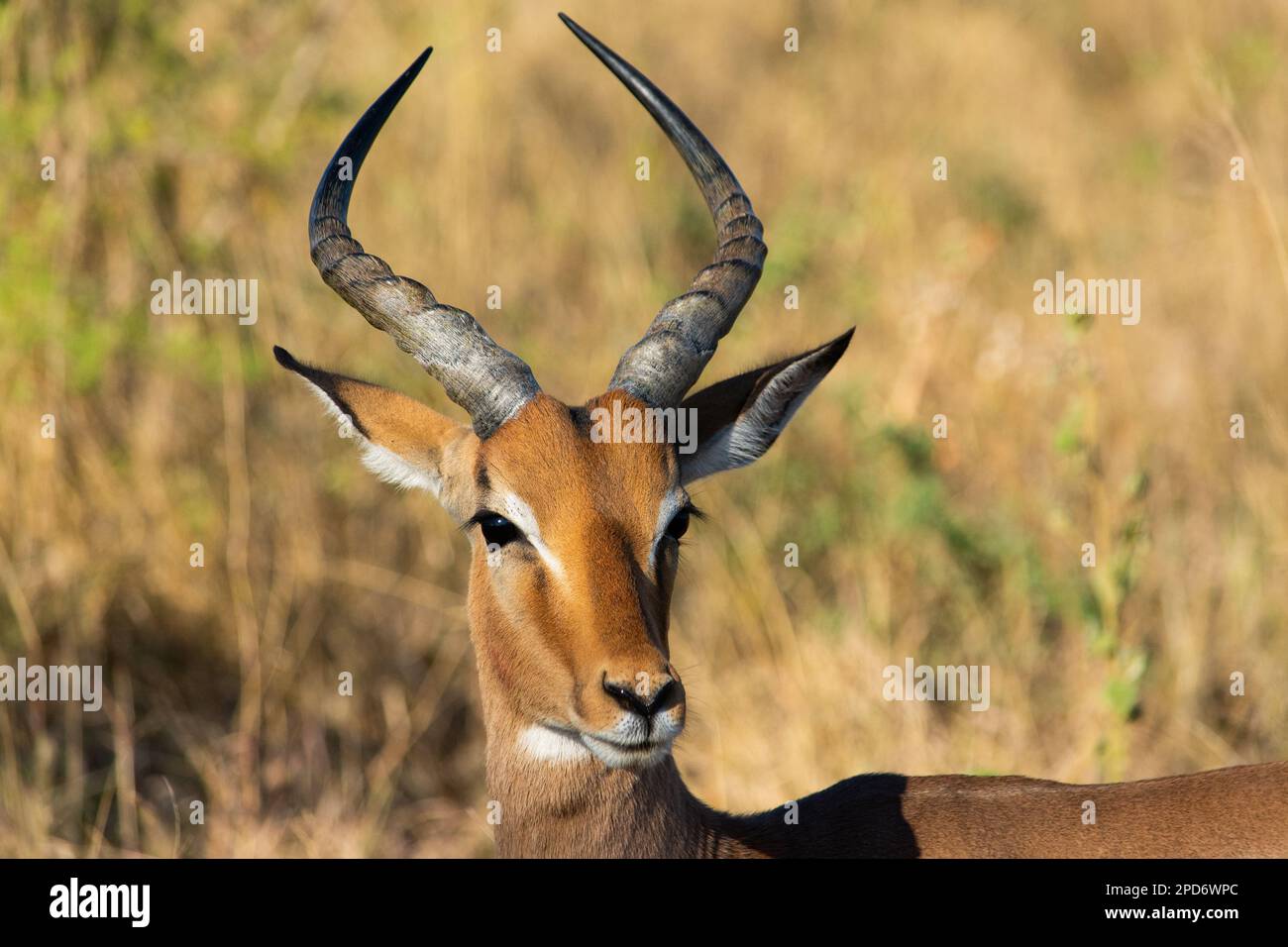 Un Impala nella riserva naturale di Hluhluwe-Umfolozi in Sudafrica Foto Stock