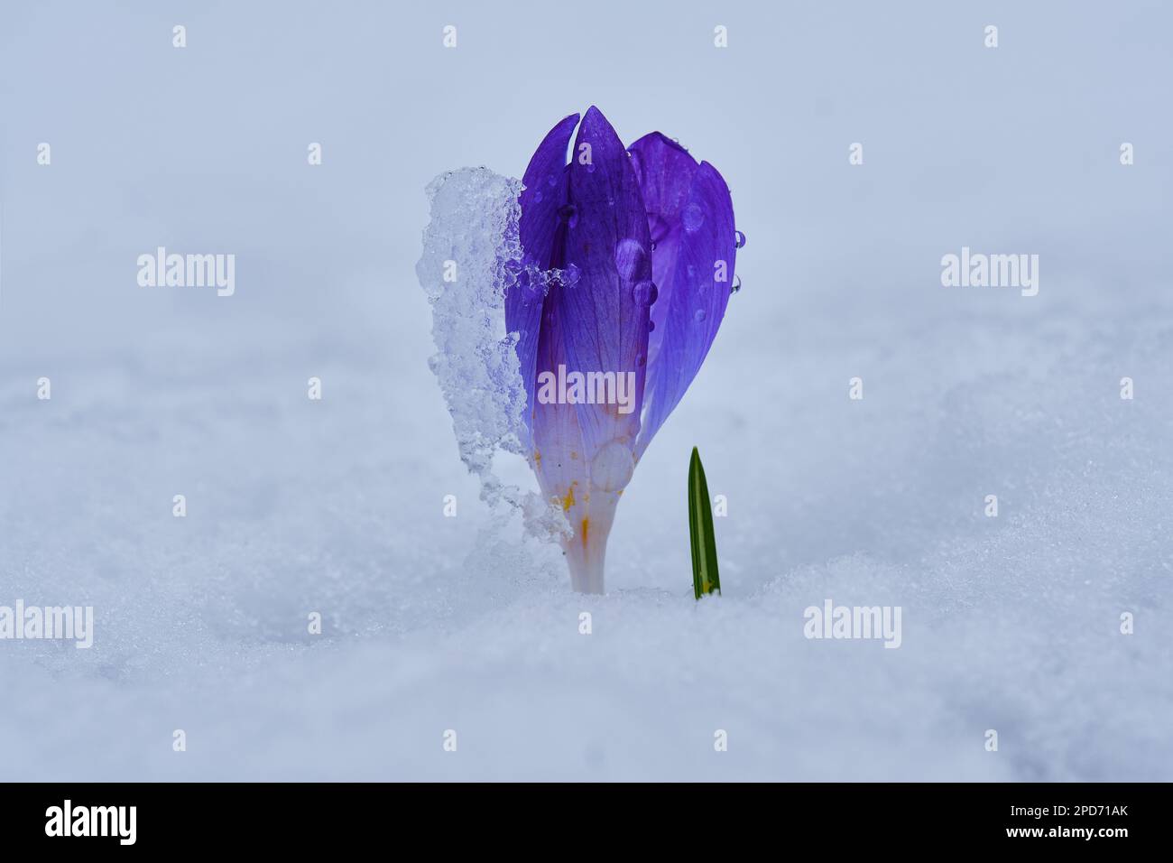 Crocus albiflorus nella neve Foto Stock