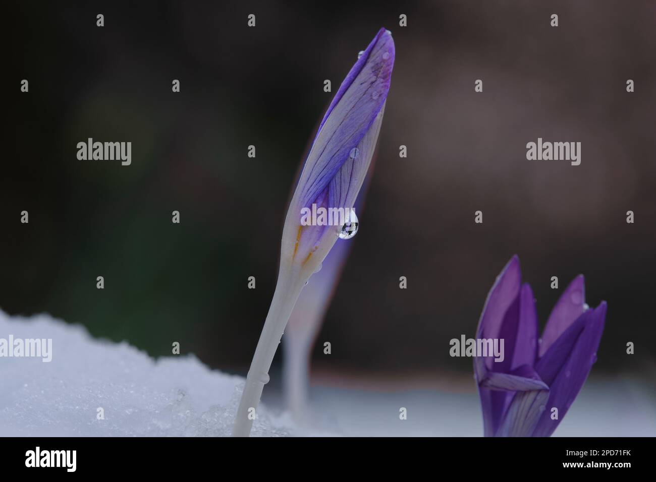 Crocus albiflorus nella neve Foto Stock