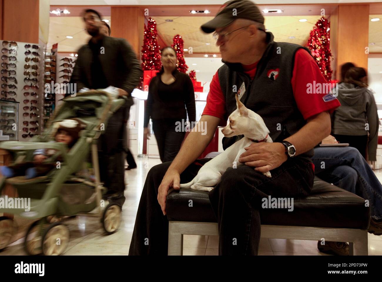 Gary Fields a 22 year volunteer at the SPCA, with Don, a 3-year-old Chihuahua, takes a break from the display window at Macy's Union Square. (Michael Macor/San Francisco Chronicle via AP) Foto Stock