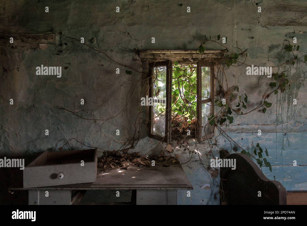 Una finestra aperta di una vecchia casa in legno abbandonata, attraverso la quale entra l'edera selvaggia, fotografata dall'interno della stanza Foto Stock