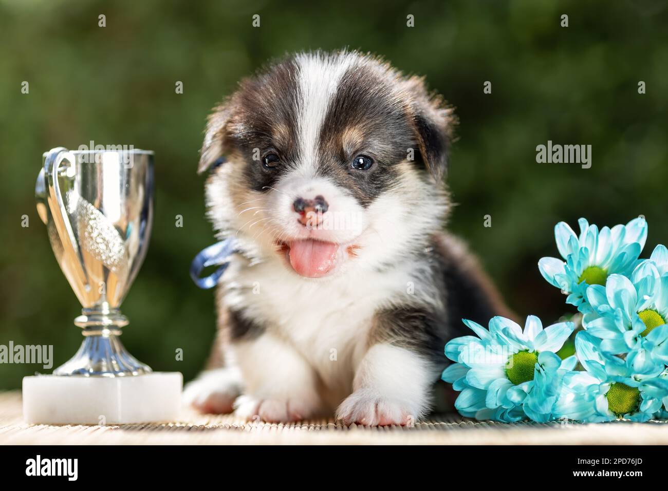 Cucciolo carino di corgi gallesi pembroke razza cane con vincitore coppa d'argento e fiori. Foto Stock