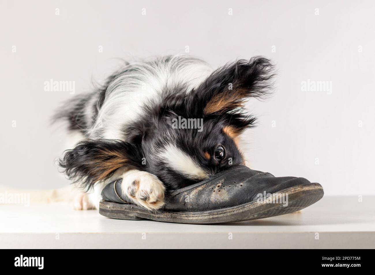 Cucciolo di papillon cane masticare vecchio slipper su sfondo bianco Foto Stock