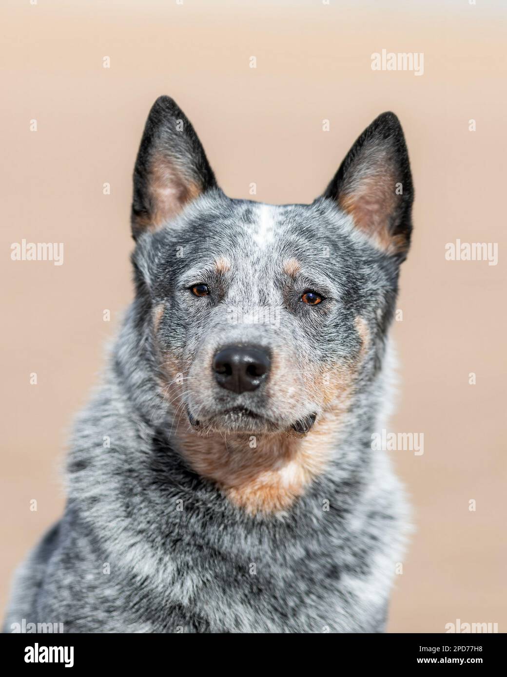 Serio animale australiano razza cane o Blue Heeler ritratto all'aperto Foto Stock