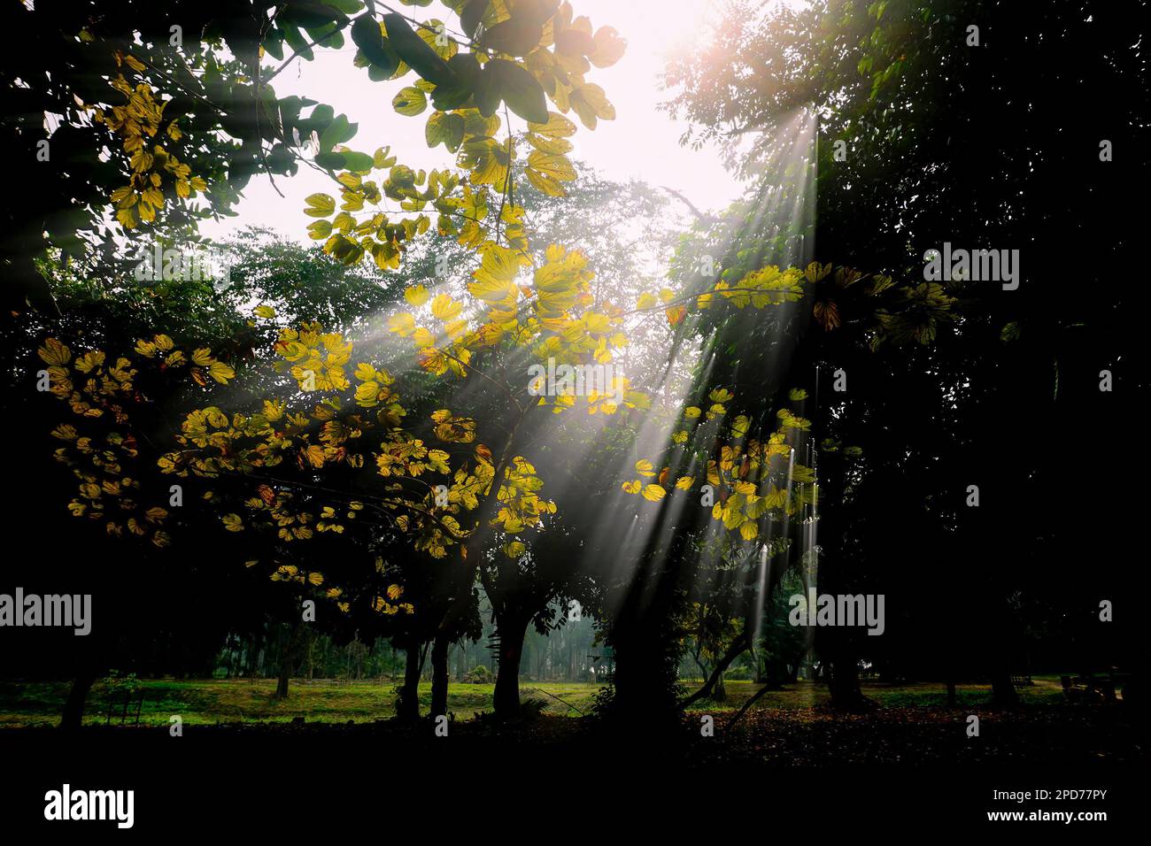 Raggi di sole magici che scendono attraverso il fogliame in inverno mattina, Howrah, Bengala Occidentale, India. Verde scuro foglie sullo sfondo creando utile contra Foto Stock