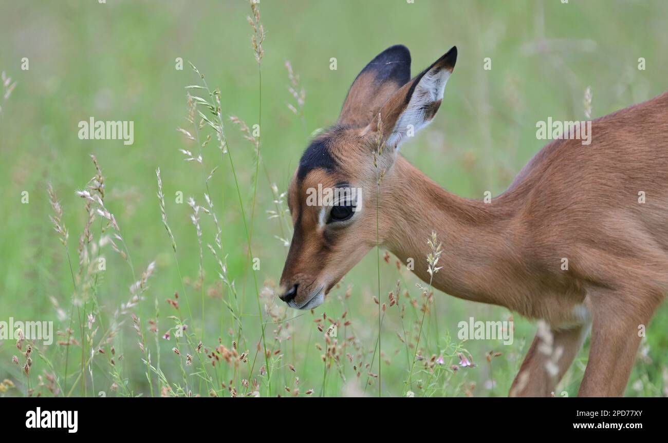 Parco nazionale di Kruger, Sud Africa Foto Stock