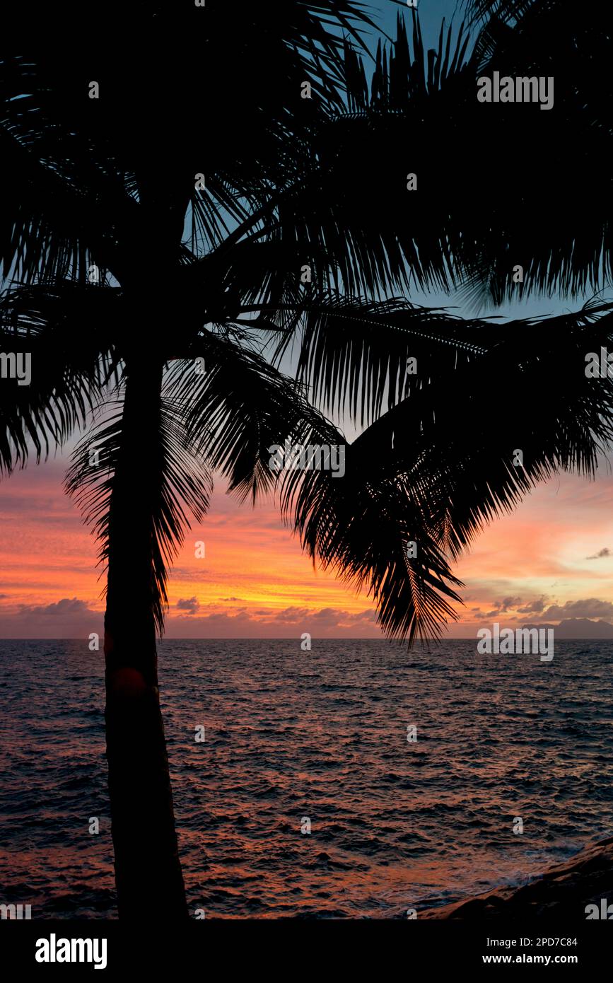 Spettacolare tramonto colorato sulla costa con palme in primo piano che si affaccia sull'oceano, Mahè, Seychelles, Oceano Indiano Foto Stock