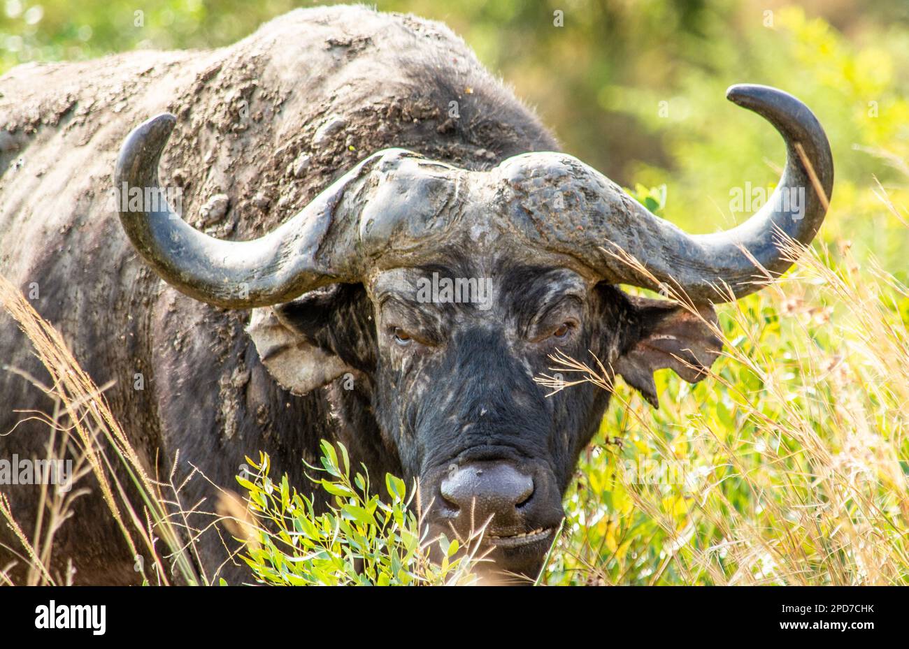 Un vecchio bufalo nel Parco Hluhluwe-Imfolozi in Sudafrica Foto Stock