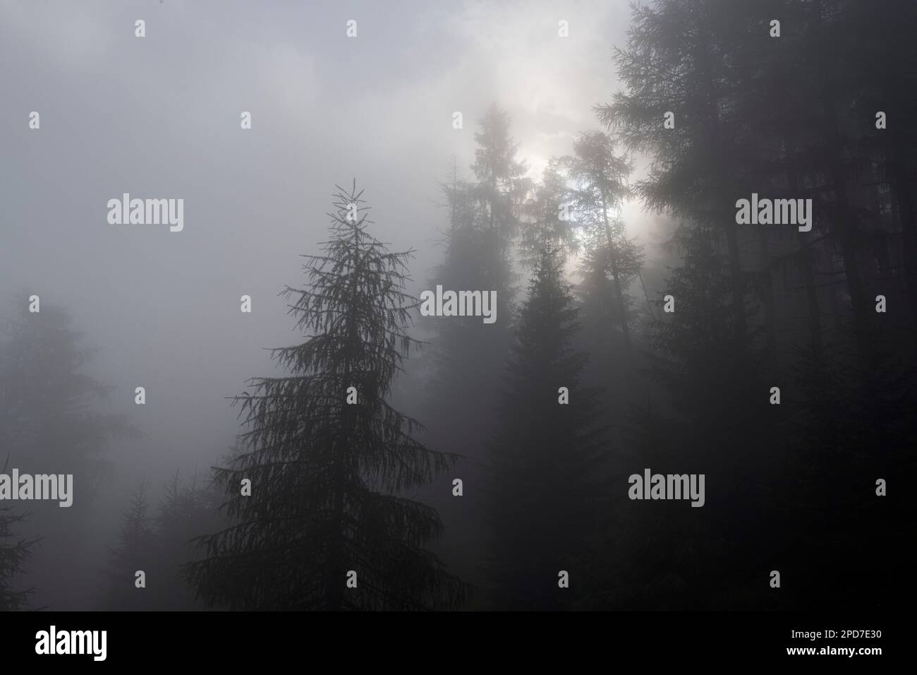 foresta alpina di larici avvolti nella nebbia Foto Stock