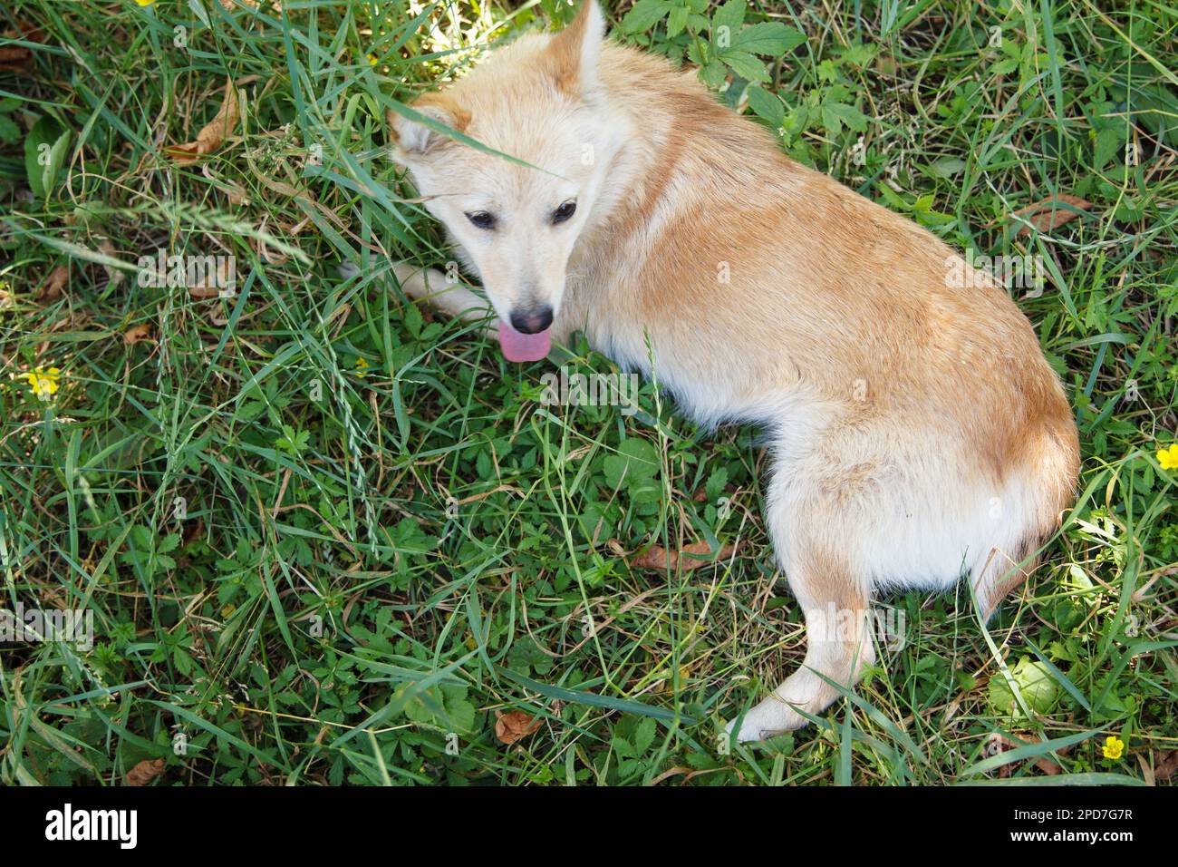 Bel cane mongrel ordinario giace sull'erba al sole e riposa Foto Stock