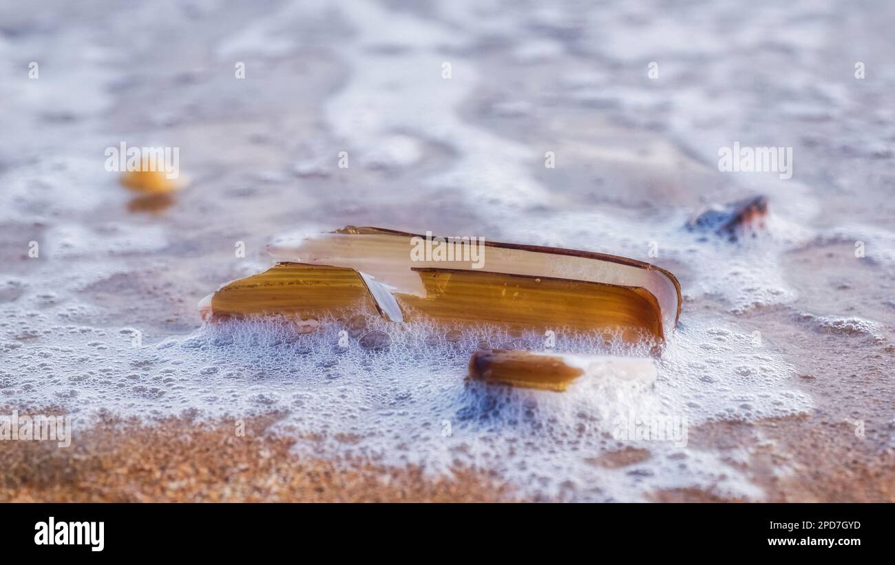 Guscio di rasoio lavato da surf su una spiaggia Foto Stock