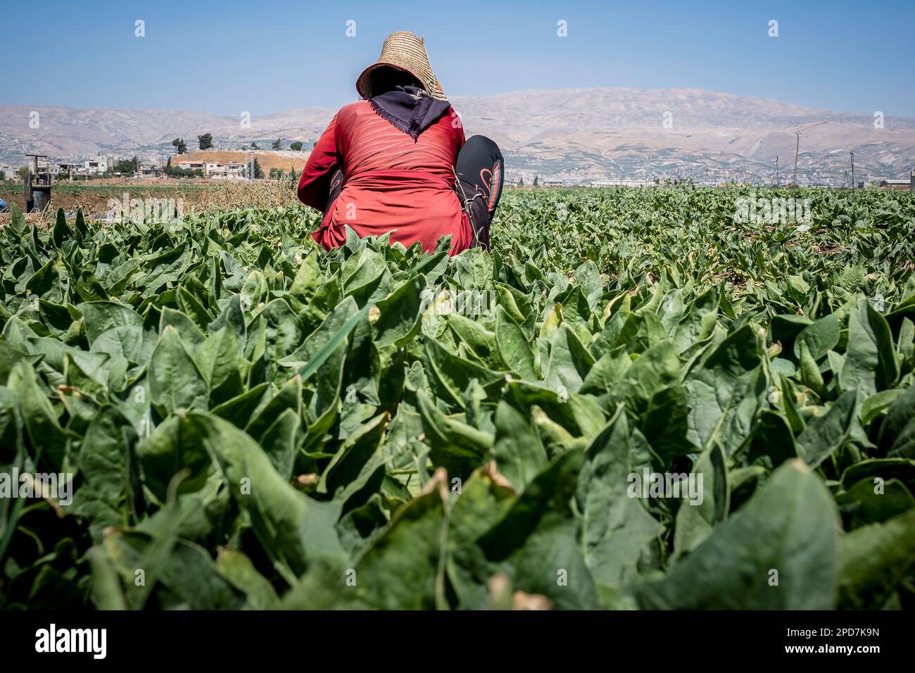 Donna che lavorano, picking bietole raccolto, giorno operaio, rifugiato siriano, in Bar Elias, Bekaa Valley, Libano Foto Stock