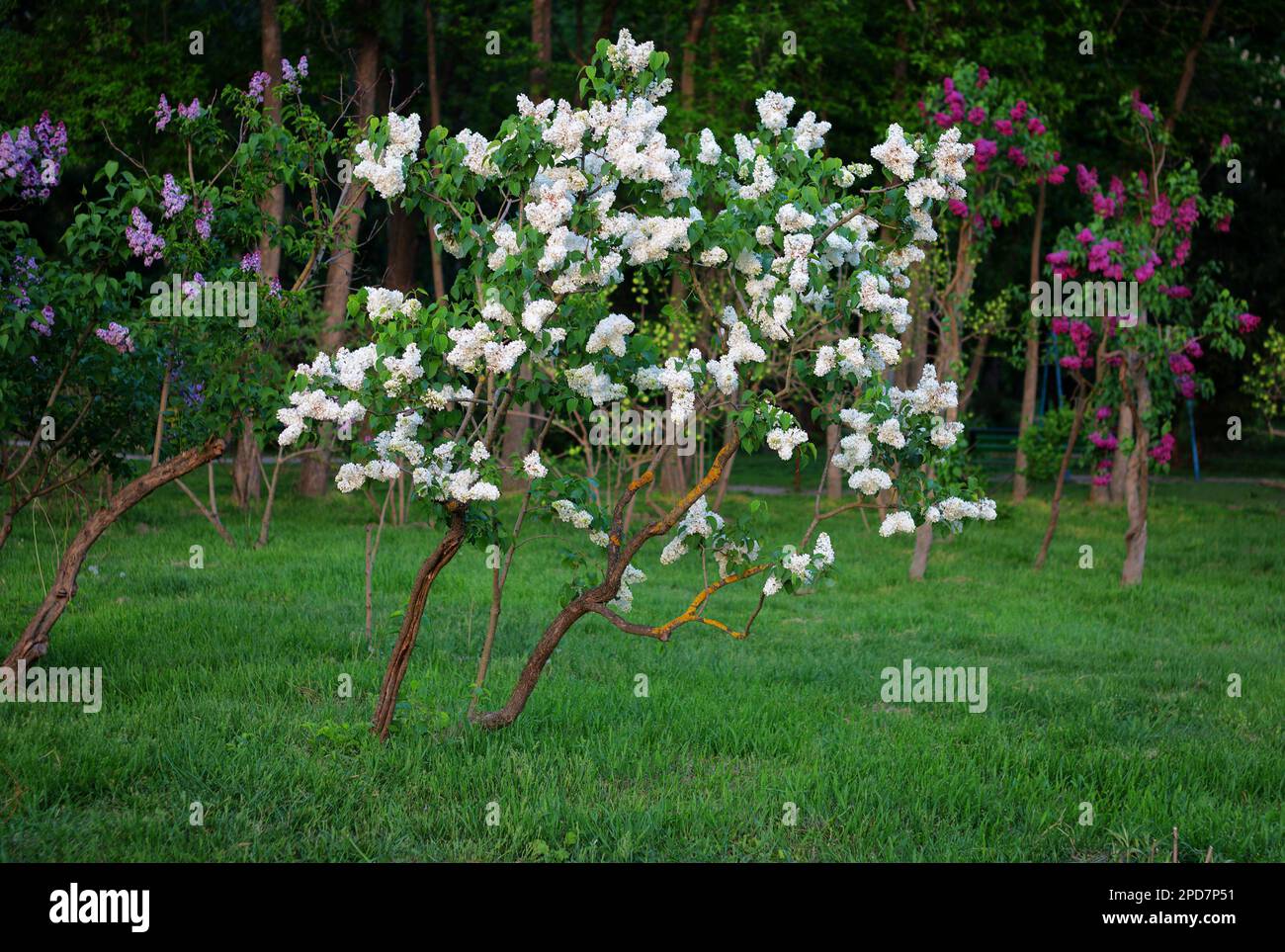 Fioritura decorativa lilla bianca e viola Syringa albero su sfondo verde da foglie nel parco, sullo sfondo di altri alberi Foto Stock