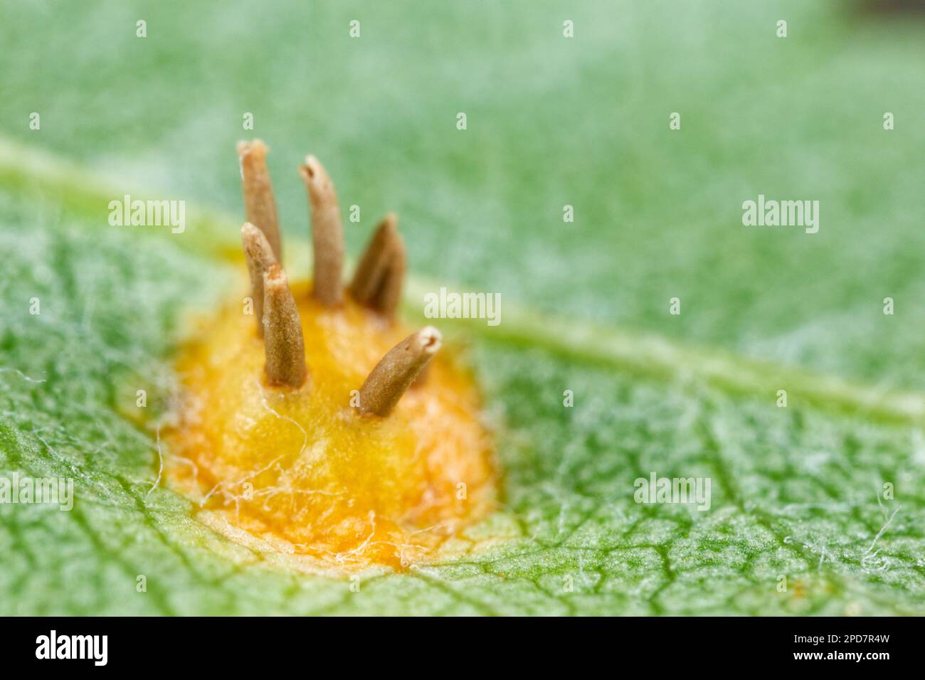 Fungo della corona di Rowan (Gymnosporangium cornutum) Foto Stock