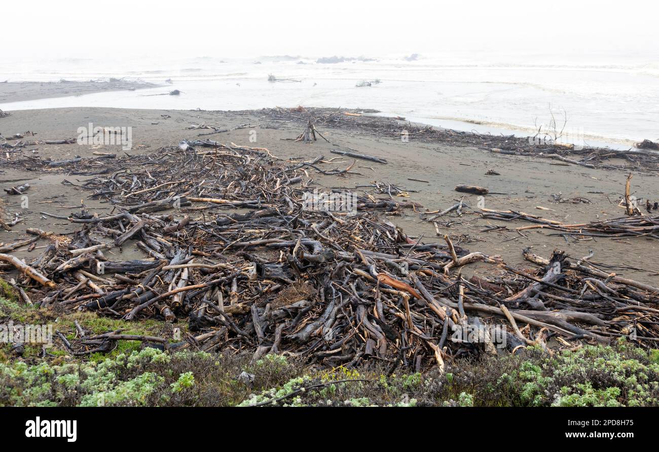 Grande quantità di Driftwood sulla spiaggia di Moonstone Foto Stock