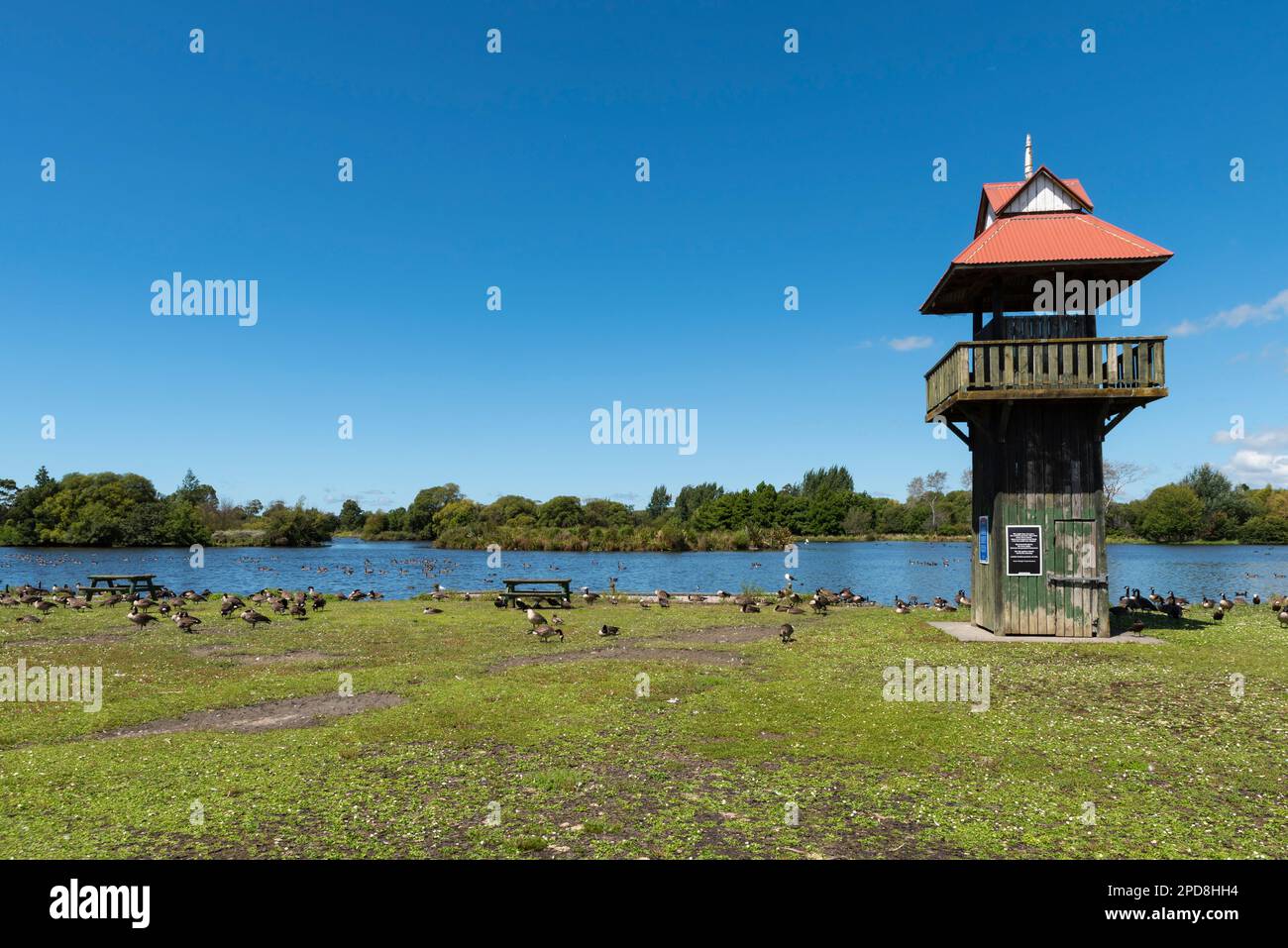 Henley Lake Park a Masterton, Nuova Zelanda, in una giornata estiva intensa. Bird Observation Tower e oche sul bordo del lago Foto Stock