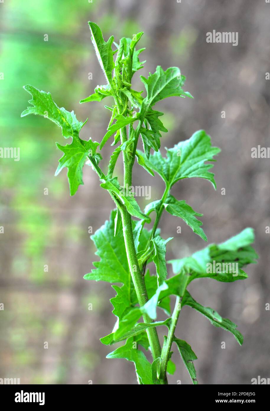 Nel selvaggio, il symbrium officinale cresce come un'erbaccia Foto Stock