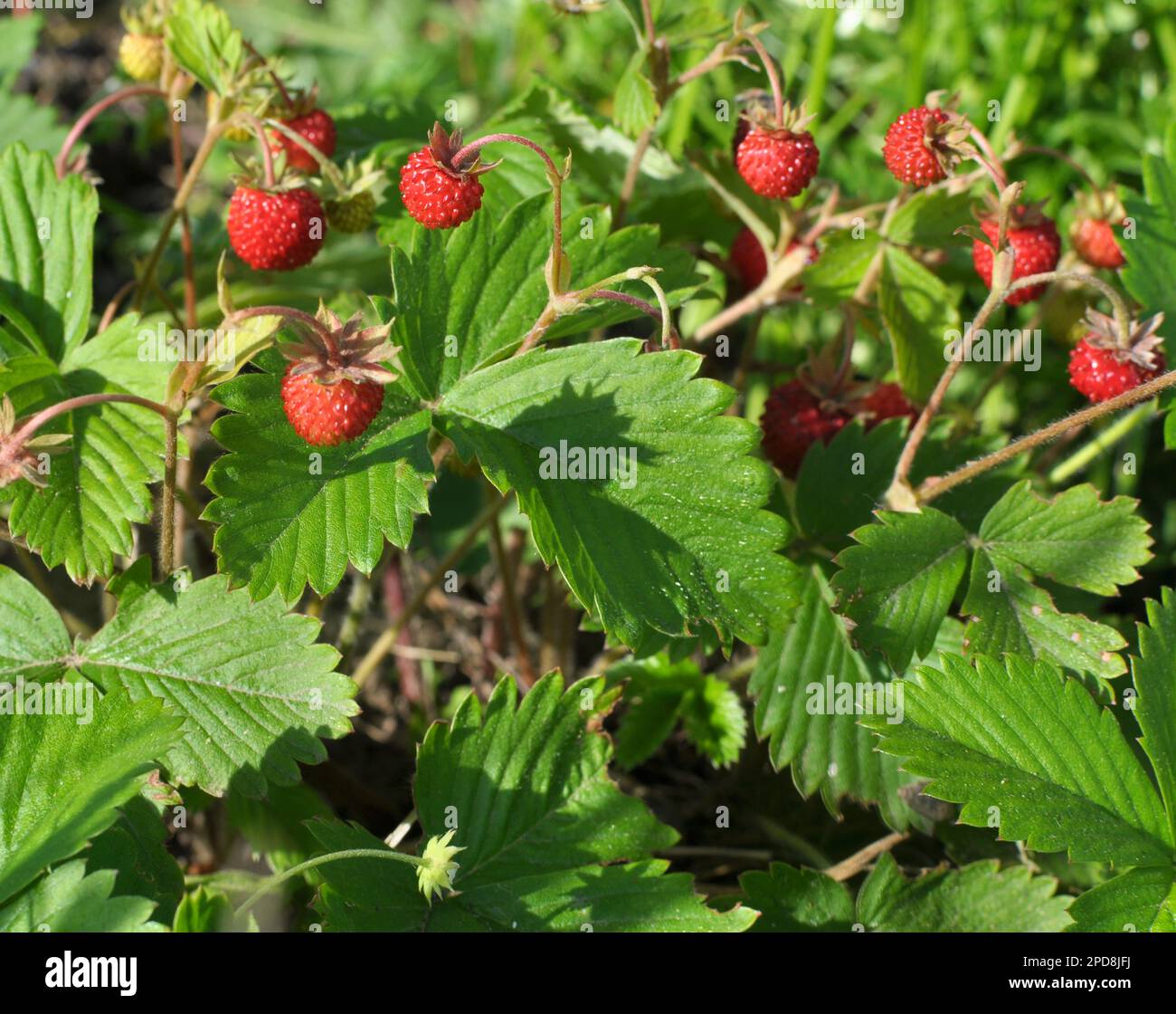 In estate, le fragole selvatiche maturano in natura Foto Stock