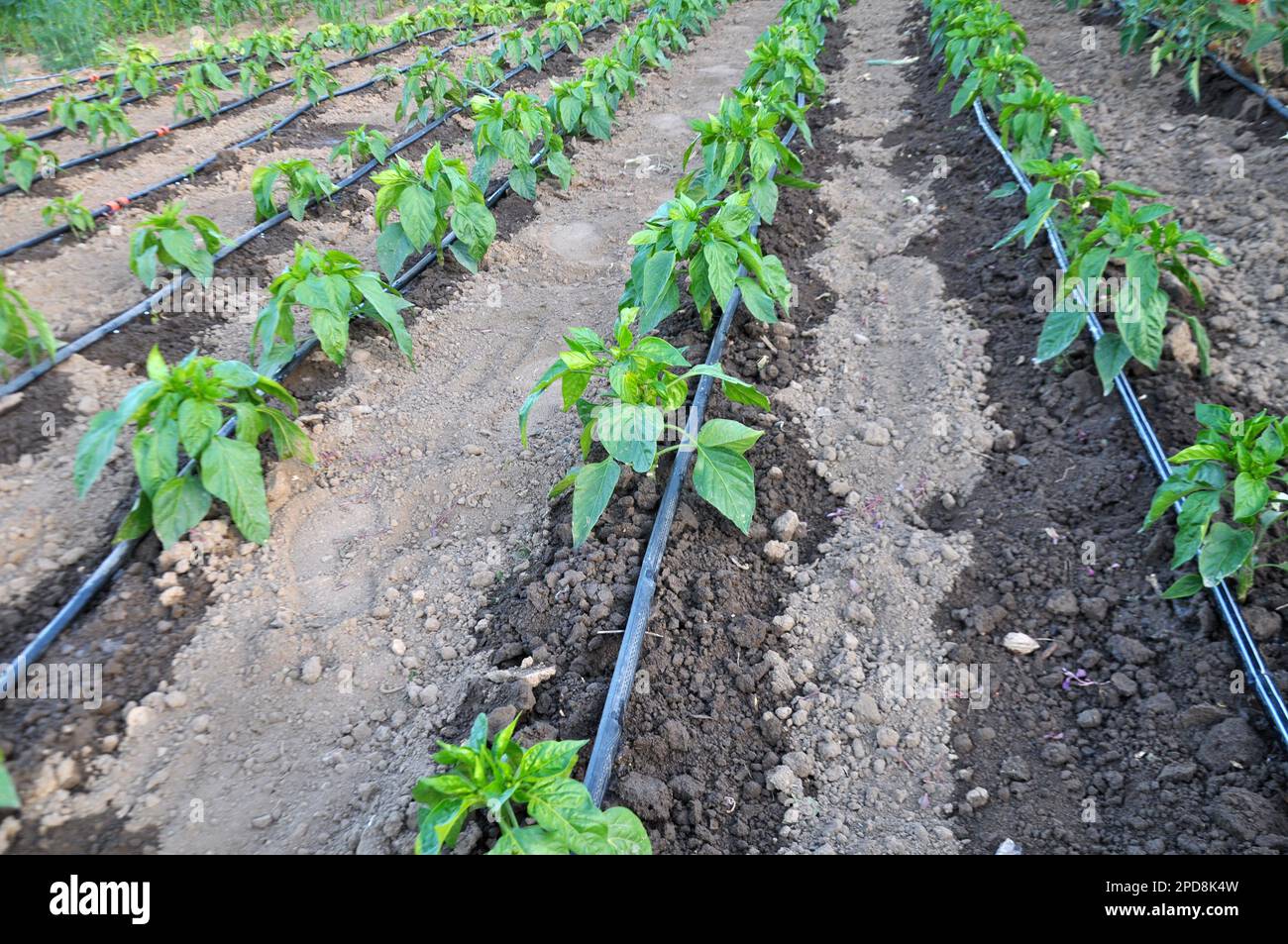 L'irrigazione a goccia è usata per coltivare le verdure in suolo organico Foto Stock