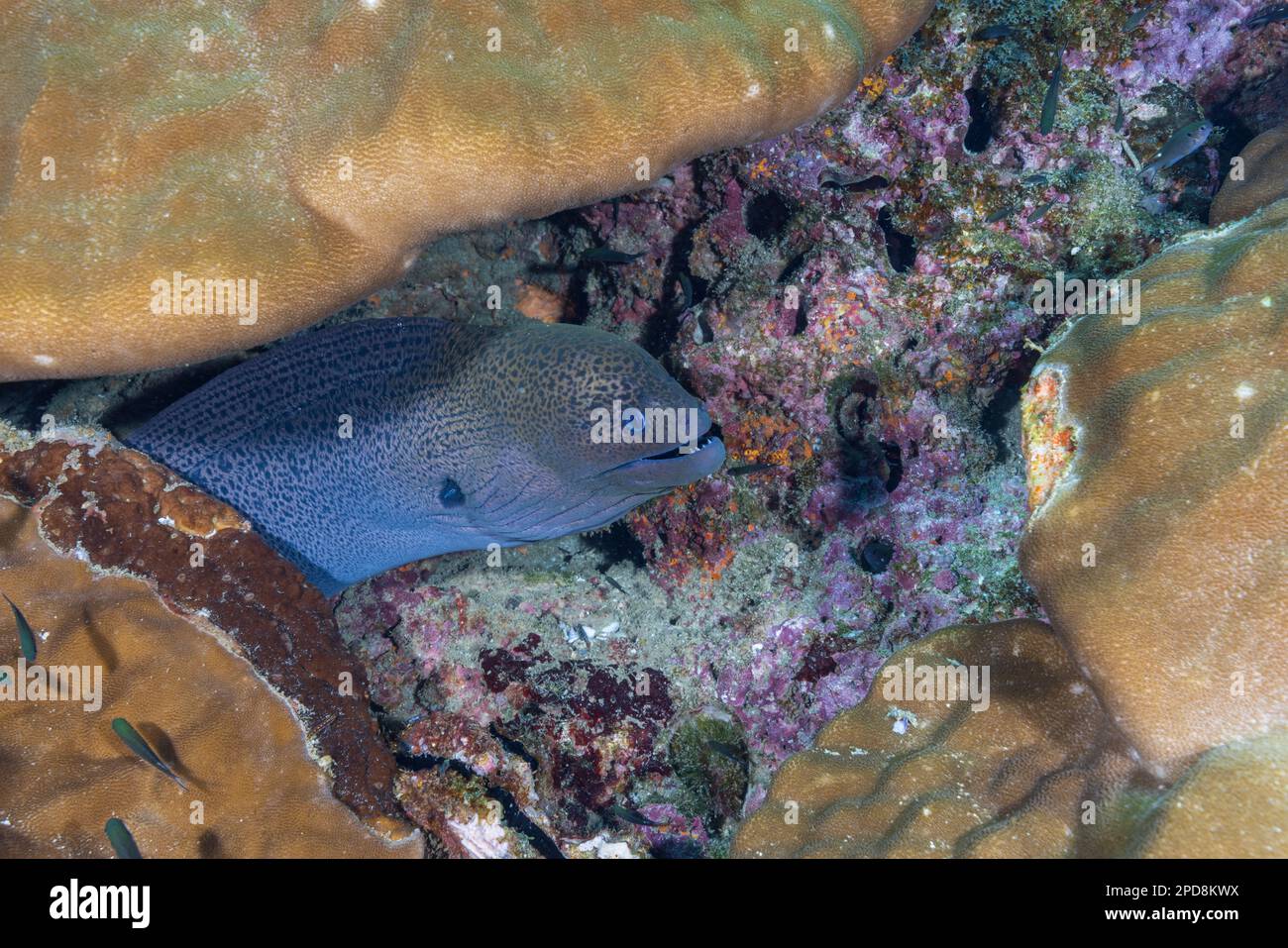 Un'anguilla Moray che si apena da un crepaccio di roccia ricoperto di coralli - immagine scattata durante le immersioni a Netrani (Karnataka, India) Foto Stock