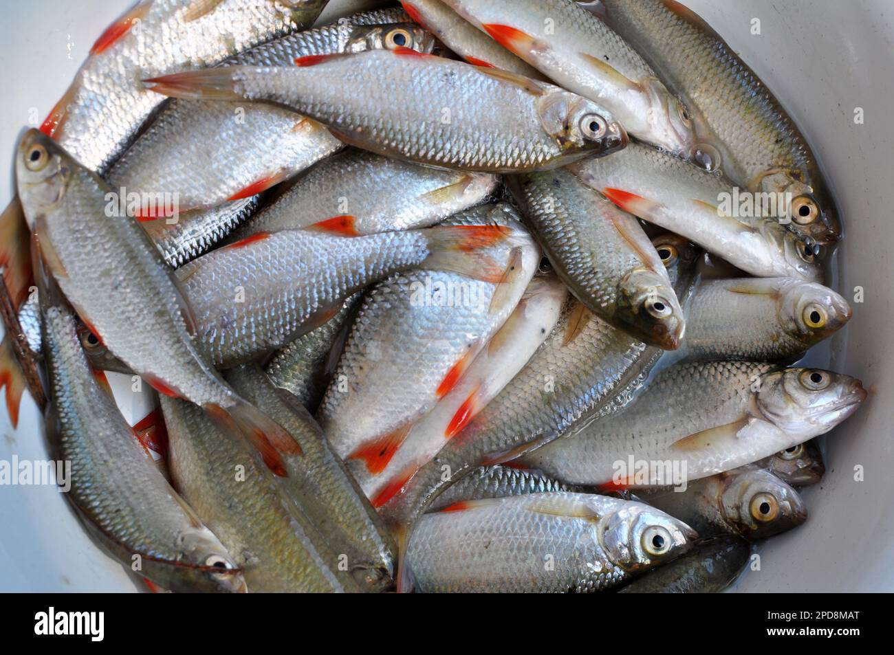 Pesce appena pescato Roach (Rutilus rutilus) che è oggetto di pesca amatoriale e industriale Foto Stock
