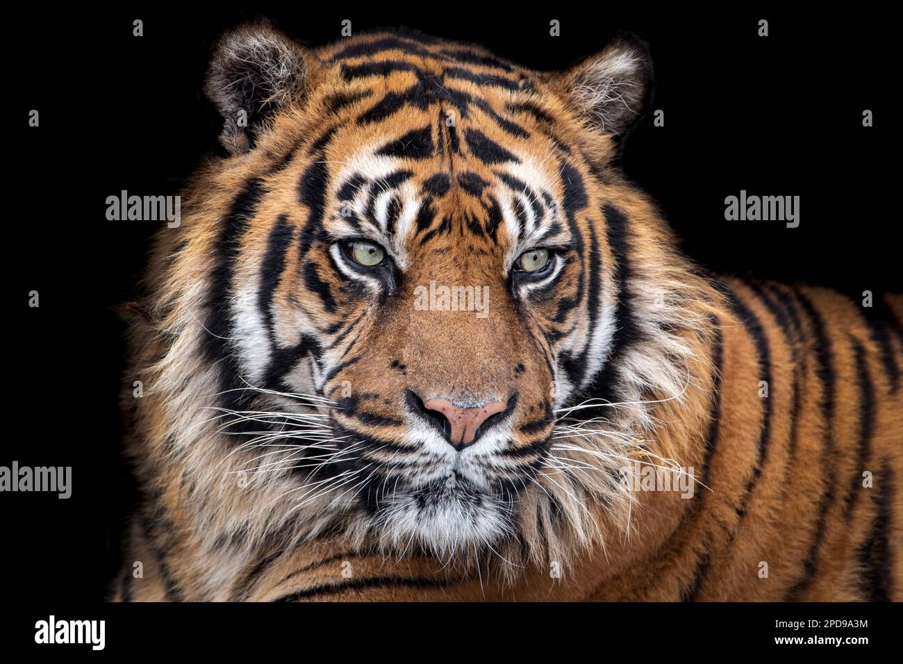 Tigre di Sumatran maschio (primo piano) su uno sfondo scuro Foto Stock Tigre di Sumatran maschio (primo piano) su uno sfondo scuro Foto Stock