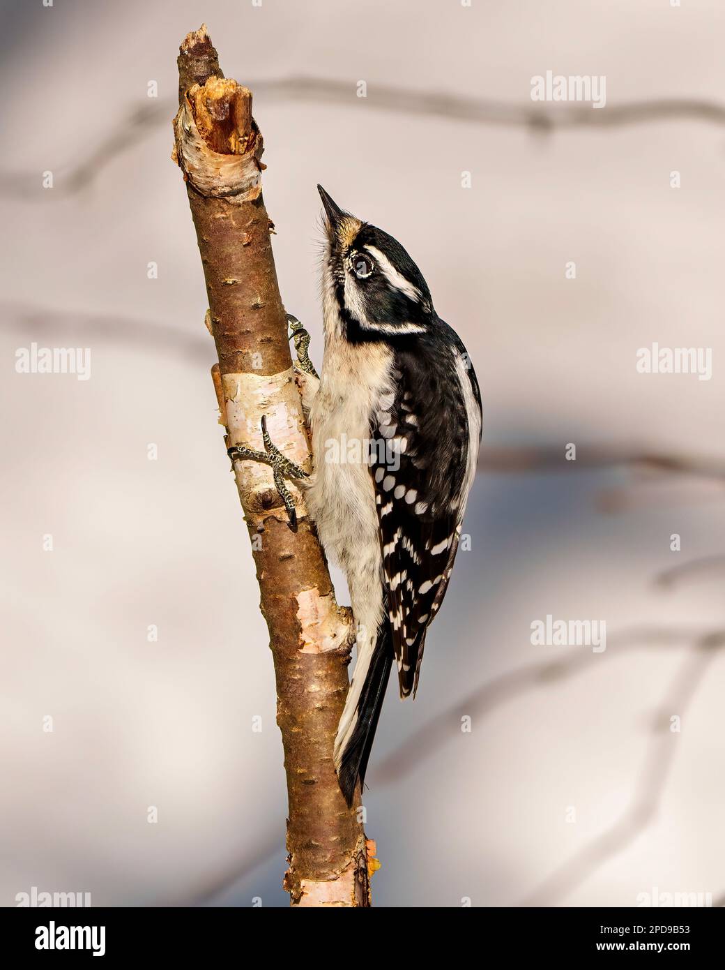 Woodpecker femmina vista laterale aggrappato a un ramoscello e mostra piumaggio di colore bianco e nero nel suo ambiente e habitat circostante. Foto Stock