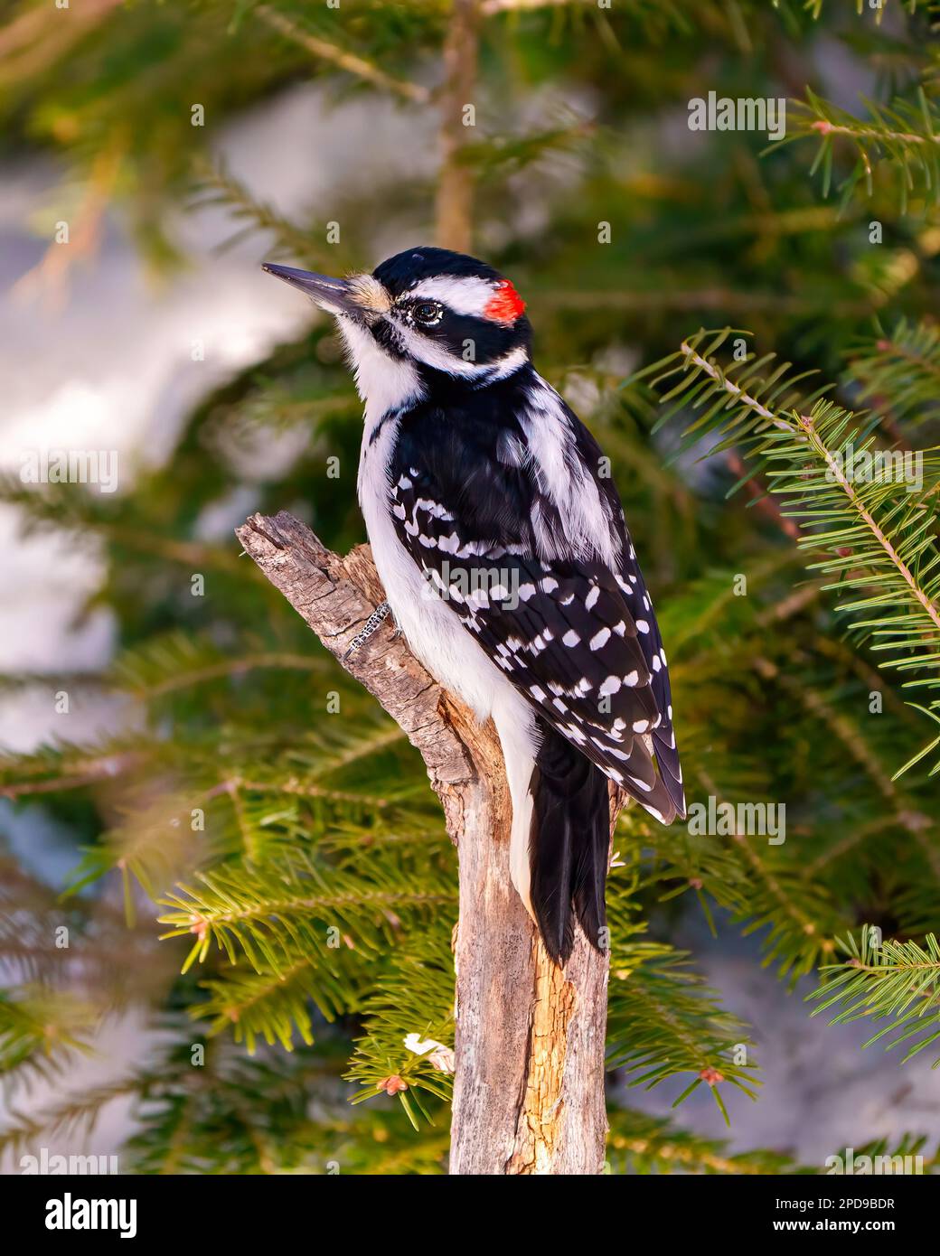 Woodpecker vista laterale maschile aggrappato ad un ramo con albero di conifere e che mostra piumaggio di colore bianco e nero nel suo ambiente e habitat. Foto Stock