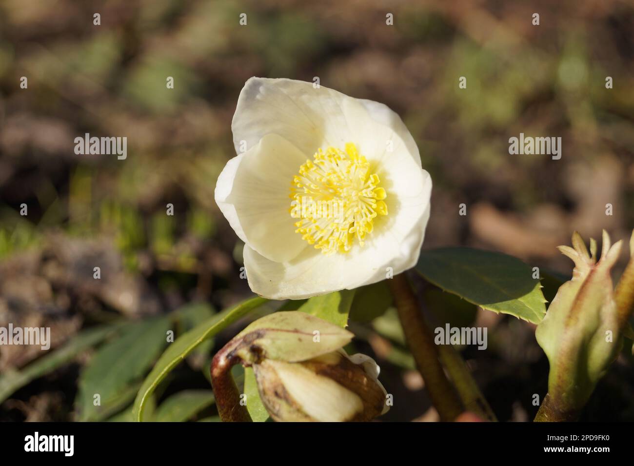 La fioritura della neve risplende al sole Foto Stock