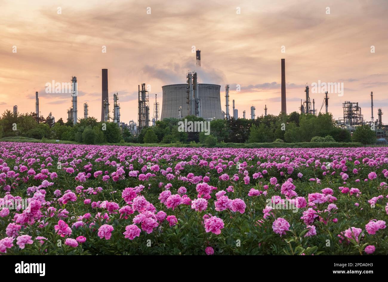 Wesseling, un campo di peonie (Paeonia) di fronte al Shell Energy and Chemicals Park Rheinland - Sud Foto Stock