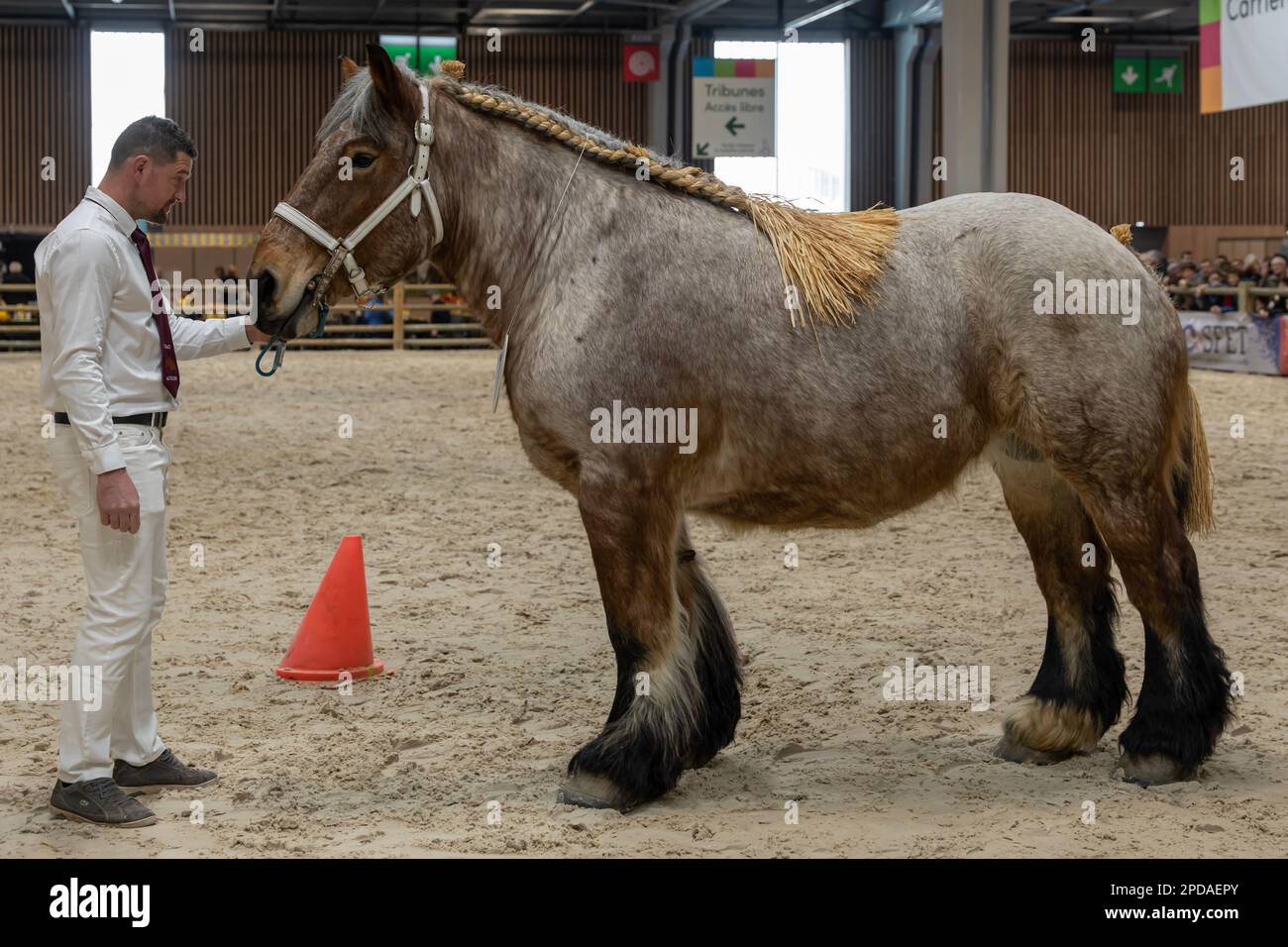 Parigi, Francia - 02 28 2023: Fiera agricola internazionale. Un cavallo trait Auxois Foto Stock