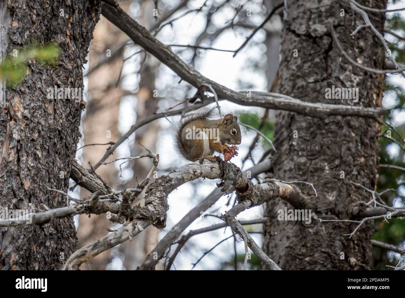 Un cippunk che mangia un cono del pino su un ramo dell'albero Foto Stock