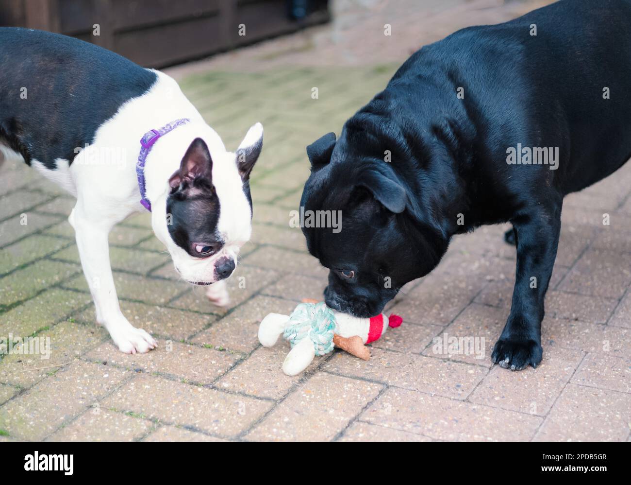 Staffordshire Bull Terrier che guarda e odora un giocattolo di corda sul terreno. Un Boston Terrier accanto a lui sta per provare a portare via il giocattolo. Foto Stock