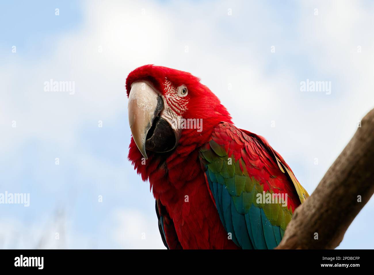 Scarlett Macaw pappagallo uccello cercando curioso Foto Stock