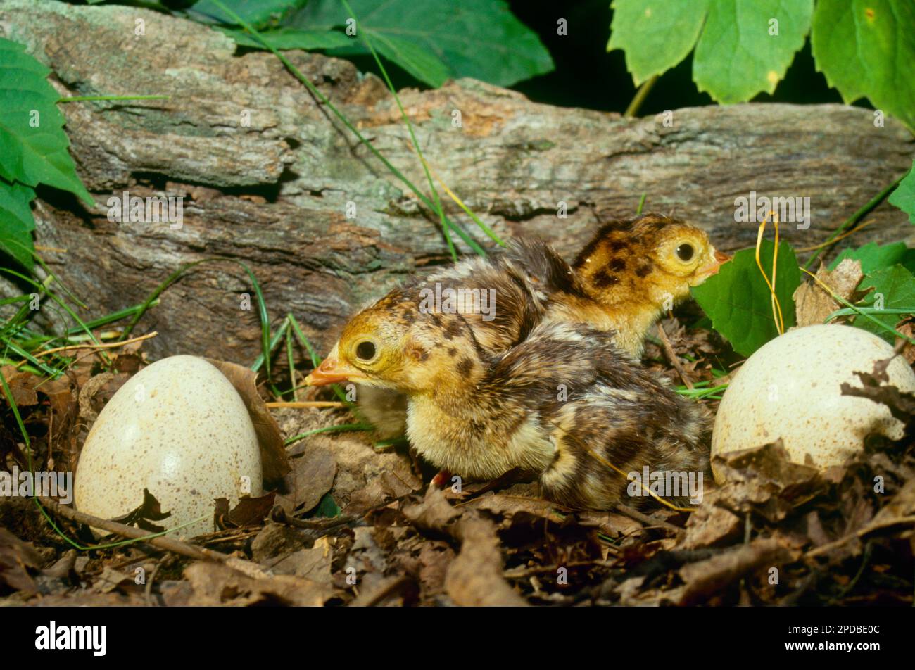 Tacchino poults, tacchini, appena covato ottenere i loro cuscinetti e più uova da guardare in una foresta del Missouri, Stati Uniti Foto Stock