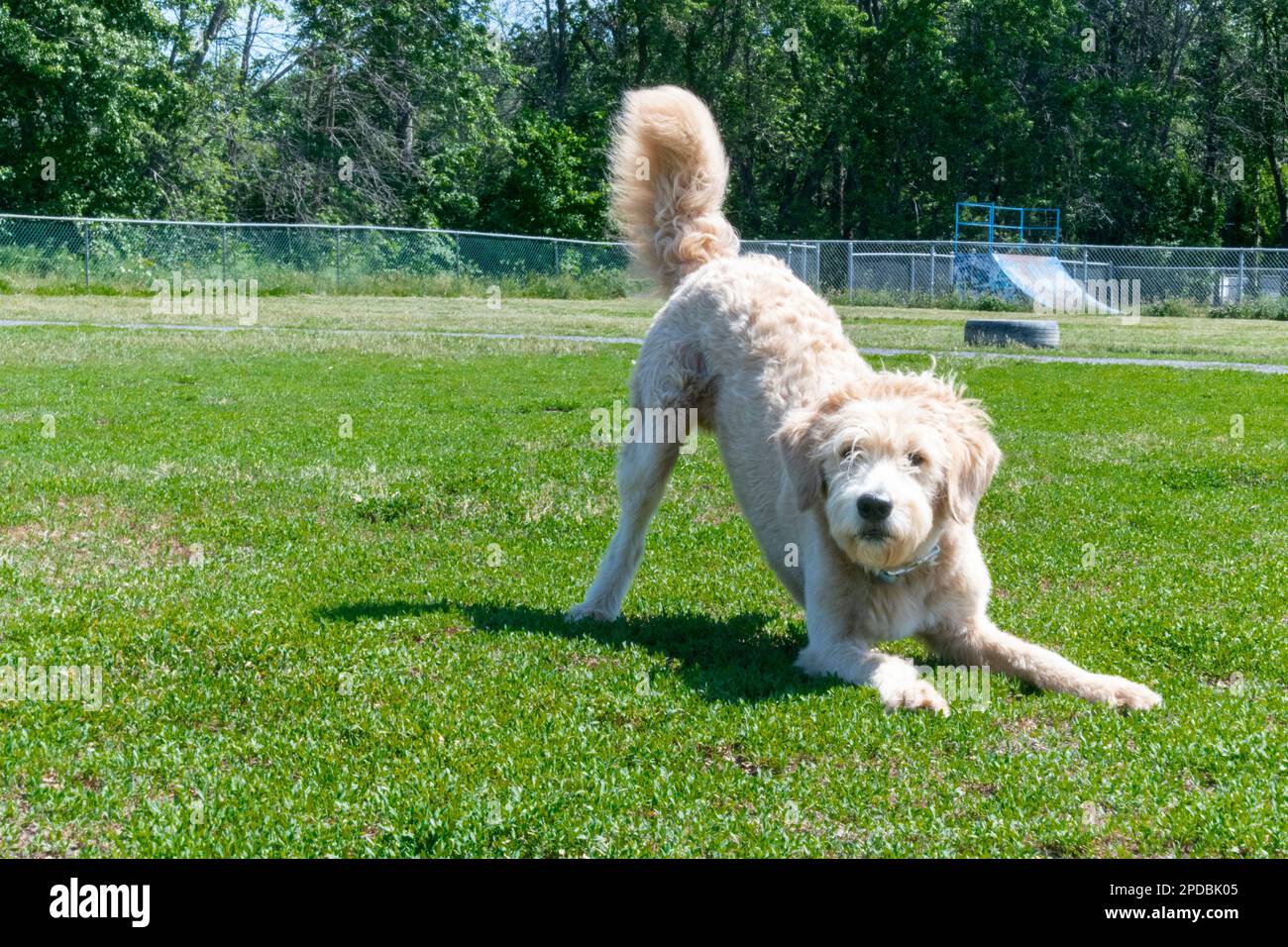 Invito di un goldendoodle a giocare Foto Stock