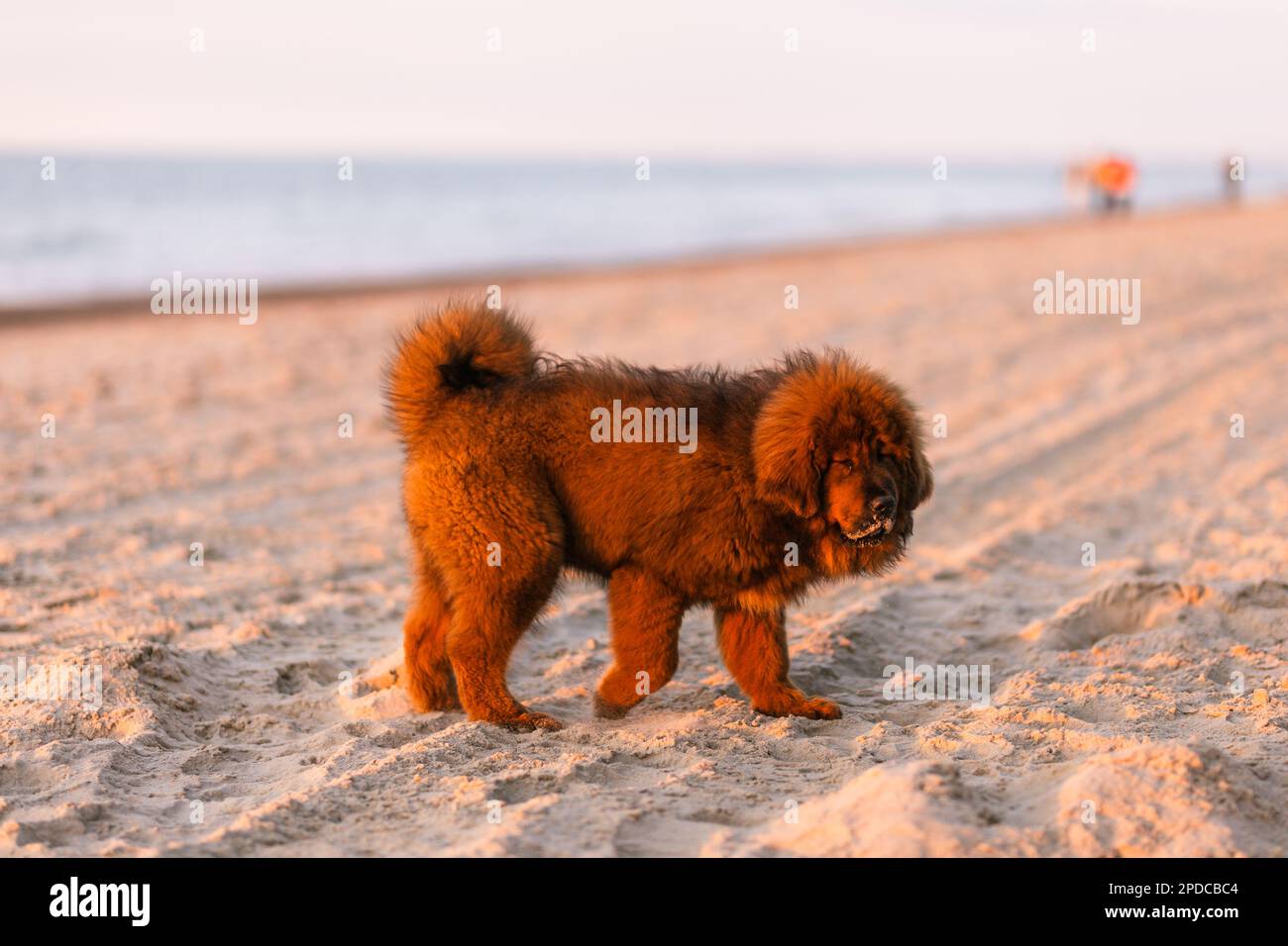 Cucciolo di mastiff tibetano rosso sulla spiaggia. Foto Stock
