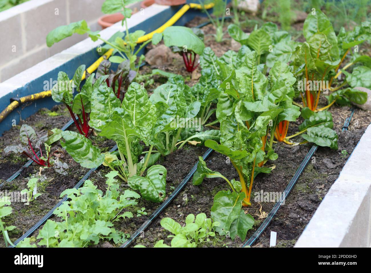 Germogli di bizzarro svizzero dai colori vivaci che crescono in una serra Foto Stock