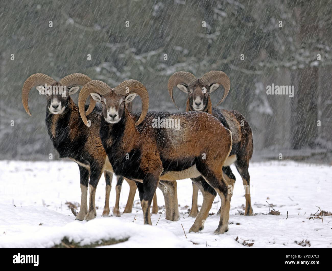 Muflon (Ovis musimon, Ovis gmelini musimon, Ovis orientalis musimon), pacchetto di arieti in una tempesta di neve in una radura forestale, Germania Foto Stock