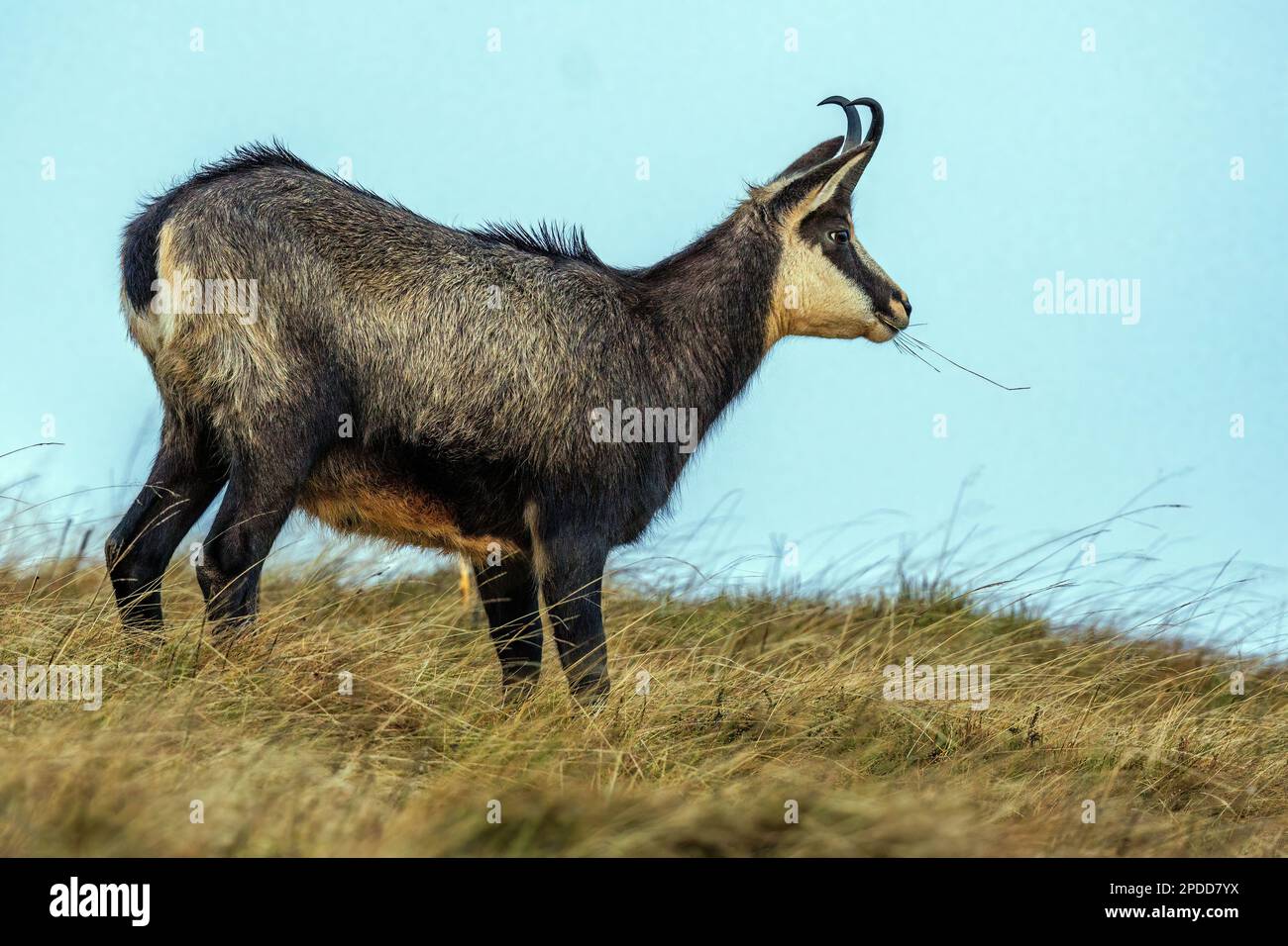 Camosci (Rupicapra rupicapra), capra che mangia erba, vista laterale, Francia, Monti Vosgi, Le Hohneck Foto Stock