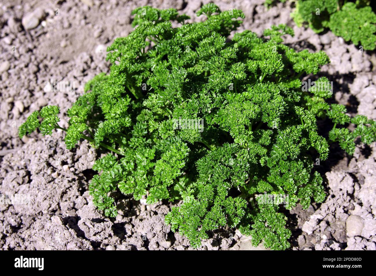 Prezzemolo di foglie di ricci, prezzemolo (petroselinum crispum), in un giardino Foto Stock