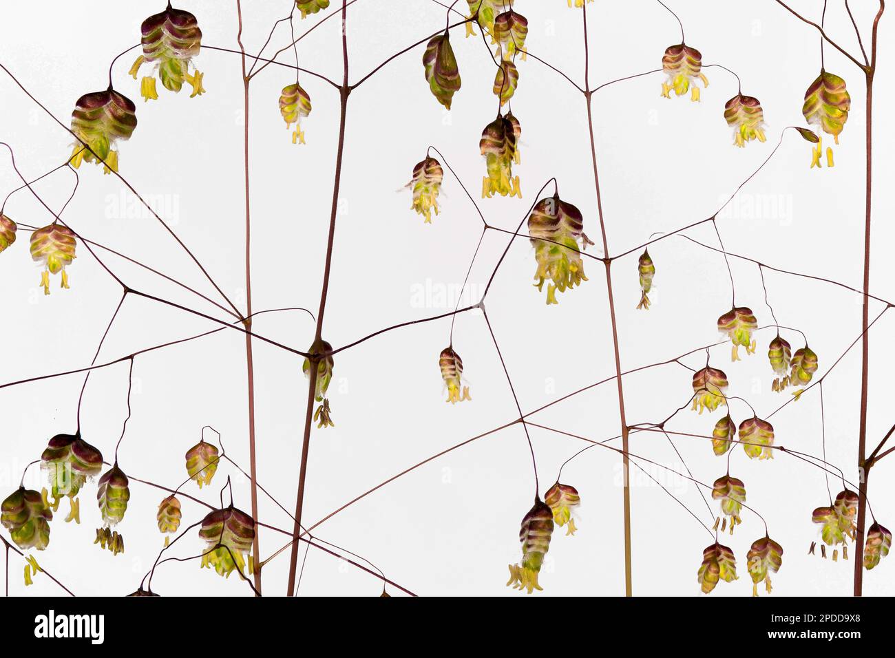 Quaking-grass, Cow-quake, Didder, Dithering-grass, Dodder-grass, Doddering Dillies, doddle-erba, terremoti, jiggle-joggles, Jockey-erba, Foto Stock